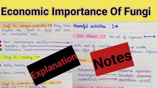 Economic importance of fungi  economic importance of fungi bsc 1st year [upl. by Season468]