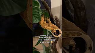 Reacting to my crested gecko every 5 mins because crestedgecko reptiles [upl. by Jarv]