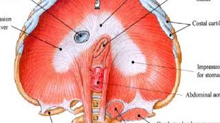 Anatomie du diaphragme [upl. by Dyche102]