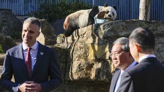 Chinese pandas to stay in Adelaide a sign of improving relations [upl. by Leibman88]