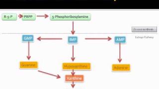 Purine metabolic pathway [upl. by Aiselad]