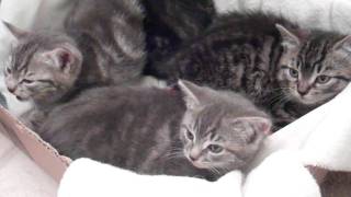 Hissing kittens sound like SNAKES Cutest feral kittens [upl. by Dranrev853]