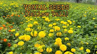 Vokkal seeds  Yellow Tall  marigold plants available  Jagan Nursery 9566822789 [upl. by Nagard]