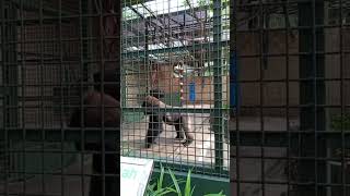 Primata Schmutzer gorilla ragunan shortvideo shortsyoutube ragunanzoo animals liburanseru [upl. by Magree658]