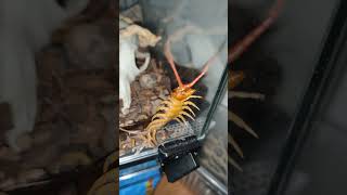 Pood hates mite checkups insects centipede [upl. by Kellsie]