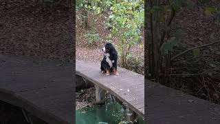 Enjoying the autumn morning berneseoftheday bernesemountaindog [upl. by Hafeetal635]