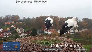 2024 11 09 Storchennest Röttenbach Guten Morgen Dehnungsübung sind angesagt nach der Nacht🤣🤣🤣🤣 [upl. by Francesca]