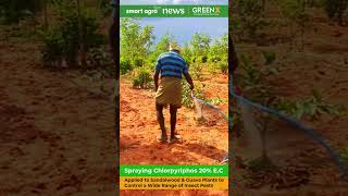 Spraying Chlorpyriphos 20 EC Organophosphate Insecticide on Sandalwood and Guava  Timber Farm [upl. by Katuscha]