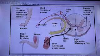 Nervous SystemReceptorsDisorders of Nervous System [upl. by Lyndel]