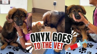 German Shepherd Puppy Goes To The Vet [upl. by Anide526]