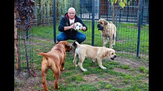 SAMSON BOERBOELS the Second Part Megbízható tenyésztők Samson Boerboels Szilágyi Barnabás [upl. by Anayaran]