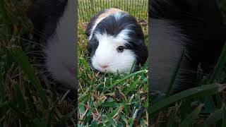 Guinea pigs eating grass cute guineapig pets shorts [upl. by Shear]