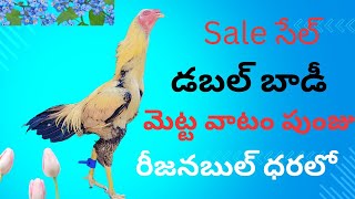 saleedit భీమవరం మెట్ట వాటం డబల్ బాడీ పుంజు సేల్ video viralbirds 9542131141 [upl. by Llerref]