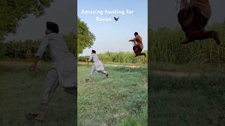 Amazing hunting for Ravens 🐦‍⬛ youtubeshorts funnyvideo [upl. by Dlorag802]