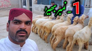 Kakki ghulabi mundri sheep  Mundra goat farm 9 November 2024 [upl. by Yrroc]