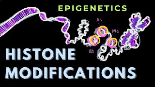 Histone modifications Introduction  Part 1  Epigenetics  GATECSIRNET [upl. by Orin]