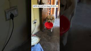 Tere bina na guzara e 😂  labra rubi  youtubeshorts shorts labrador dog funny memes cute [upl. by Eaves]