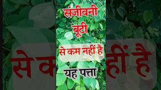 संजीवनी बूटी से कम नहीं है यह पत्ता  Sheesham leaves benefits [upl. by Harraf]