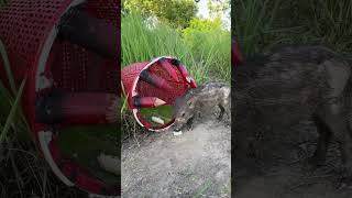 New Technique DIY Wild boar Trapping Tool Using Big wood trap Pigtrap camping animals trapping [upl. by Naud]