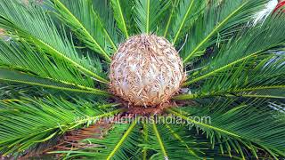 Cycad plant inflorescence seed plants with long fossil history separate male and female plants [upl. by Hanafee]