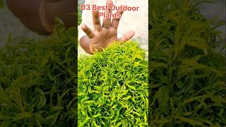 Best 03 Outdoor Plants For Home Garden  outdoors shortsvideo song shorts shortsfeed ytshorts [upl. by Fiedler]