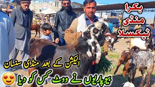 Friday Bakra Mandi Taxila Latest Update 9 February 2024  Election Or Biypario Ki Vote [upl. by Ettennan397]