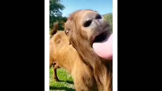 Funny Videos [upl. by Giwdul]