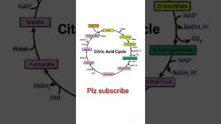 Citric acid cycle  short video short video [upl. by Marice]