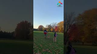 PARC MAISONNEUVE shorts canada4seasons montreal quebec canada park dogs fall autumn outono [upl. by Sauder]