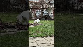 Dogo argentino family Lithuania puppy dogoargentinopuppies dogoargentinadogs [upl. by Hnoj]