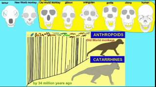 CATARRHINE PRIMATES DENTAL FORMULA [upl. by Atile]