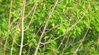 Common Yellowthroat singing Prothonotary Warbler song [upl. by Doi]