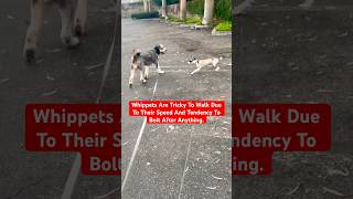 Her Idea Of A Casual Walk 😂 puppy doglover dog funnydogs dogshorts viralshort whippet happy [upl. by Aennaej]