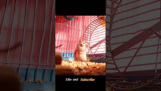 The hamster killed itselfshorts viral [upl. by Alvinia691]