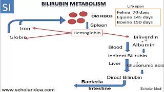 Direct and indirect bilirubin  البليروبين المباشر وغير المباشر [upl. by Flosi910]