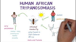 Sleeping Sickness  an introduction to African Trypanosomiasis [upl. by Dnomyad]