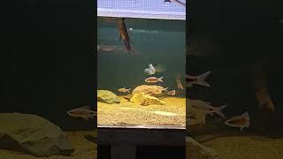 Filament barbs in a 500 gallon tank with trueparrot fishtank plantedtank pleco [upl. by Kalbli]