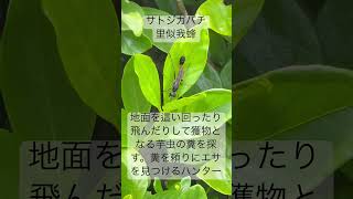 サトジガバチ アナバチ科 蜂 ハンター Ammophilavagabunda [upl. by Eatnahs]