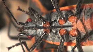 boxelder bug feeding beak proboscis [upl. by Burhans]