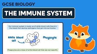 The Immune System  GCSE Biology [upl. by Blancha]