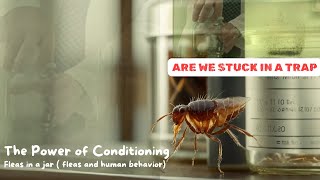 The Power of Conditioning Fleas Surprising Behavior [upl. by Jelsma]