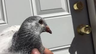 2018 GRIZZLE RACING PIGEON [upl. by Libenson]