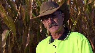 IAN HAMONO TALKS ABOUT GROWING PIONEER® CORN HYBRIDS [upl. by Onailerua698]