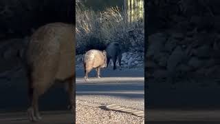 A couple of Javelina Gotta love Arizona arizona javelina [upl. by Thurnau]