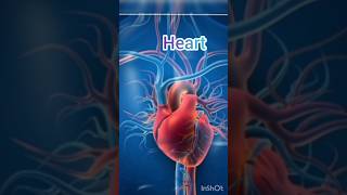 Human heart anatomy heartanatomy heartphysiology humanheart anatomybiology shortvideo like [upl. by Lezlie736]