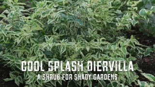 Cool Splash Diervilla  A Shrub for Shady Gardens [upl. by Eelyek]