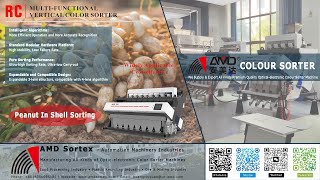 AMD SortexRC4 Peanut In Shell Optical Color Sorter Machine Price for Groundnuts Sorting [upl. by Jaymee422]