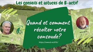 Comment et quand récolter de la consoude [upl. by Emoraj]