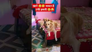 खाने 🤤 के लिए 😅 टफी हमारी सबसे पहले 😂😋🐕😃🤭youtubeshorts doglover [upl. by Lyrred]