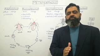 Metamorphosis Urdu Hindi medium profmasoodfuzail Types of Metamorphosis [upl. by Haynor]